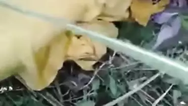 Voyeurist сaught on mms video Tamil wife outdoor fucking with best friend of husband